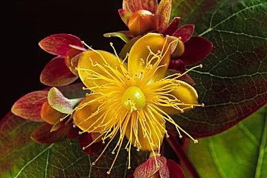 《风起洛阳》Steam页面 Demo同步上线